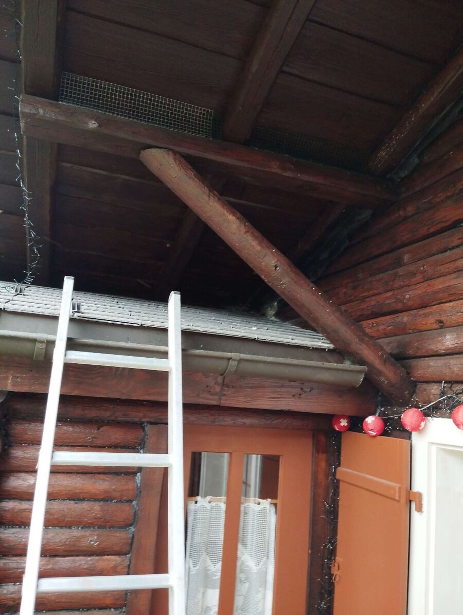 wespennest_entfernen