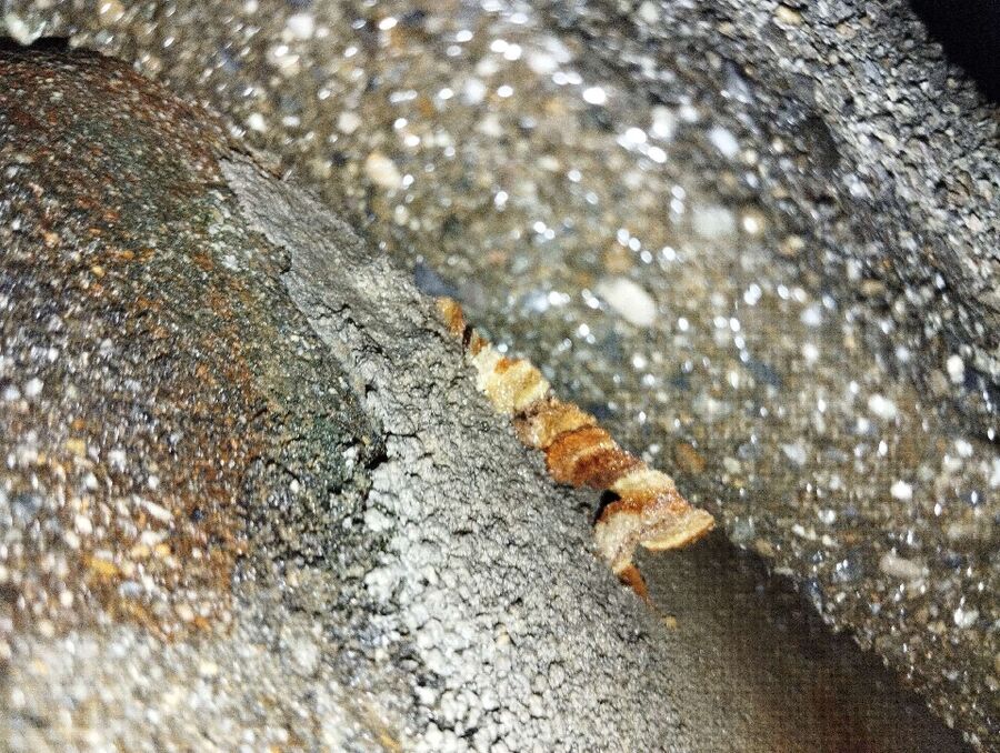 wespennest_entfernen