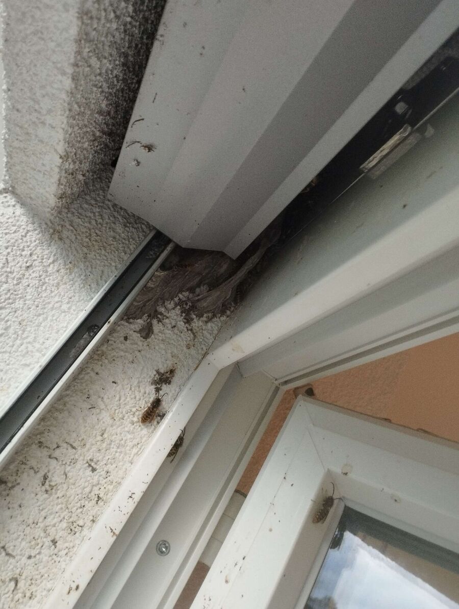 wespennest_entfernen