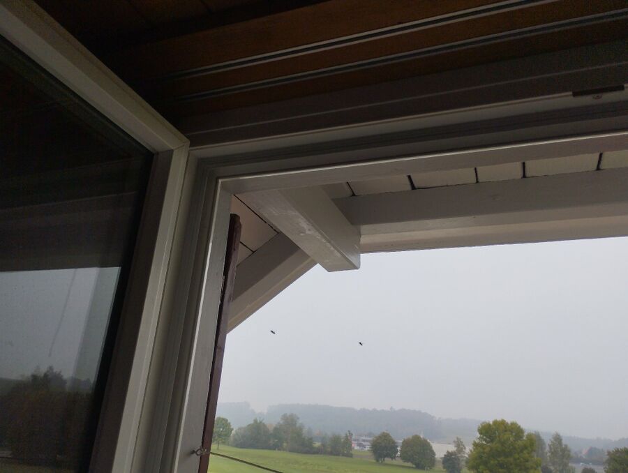 wespennest_entfernen