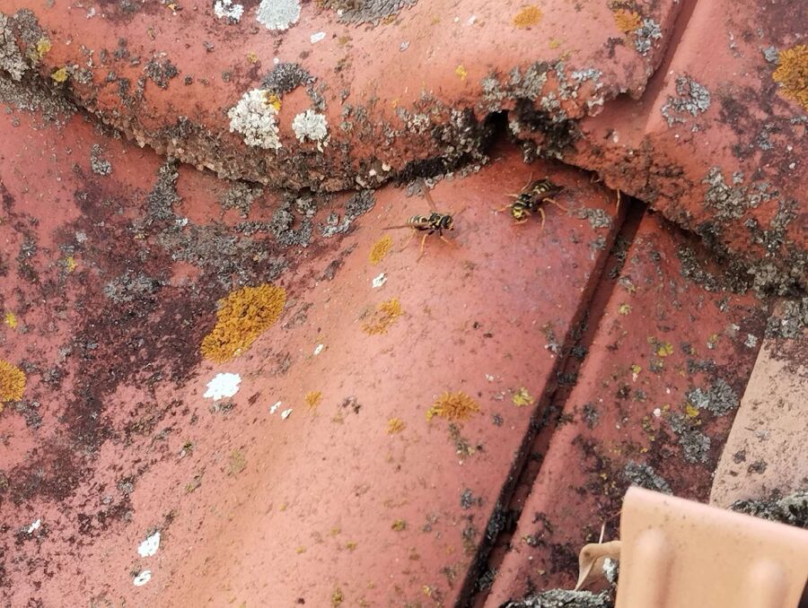 wespennest_entfernen