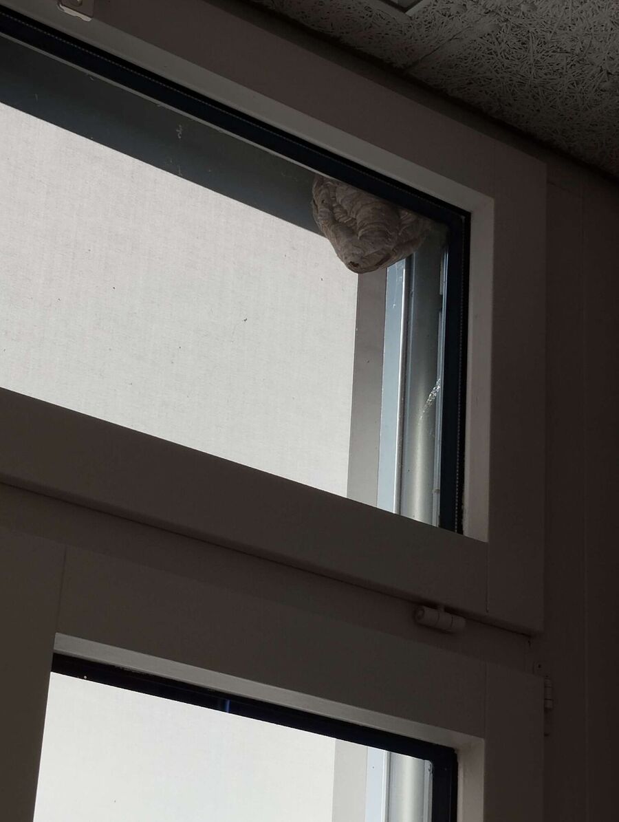 wespennest_entfernen