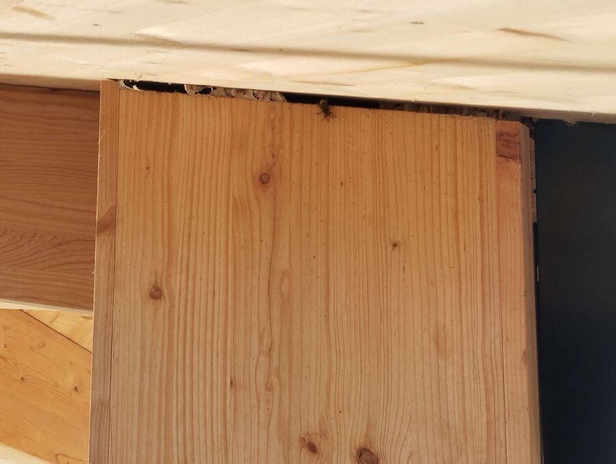 wespennest_entfernen