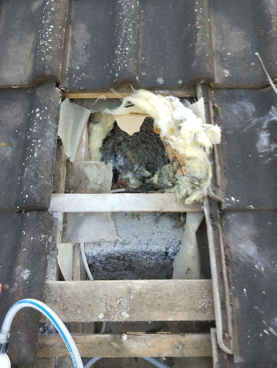 wespennest_entfernen