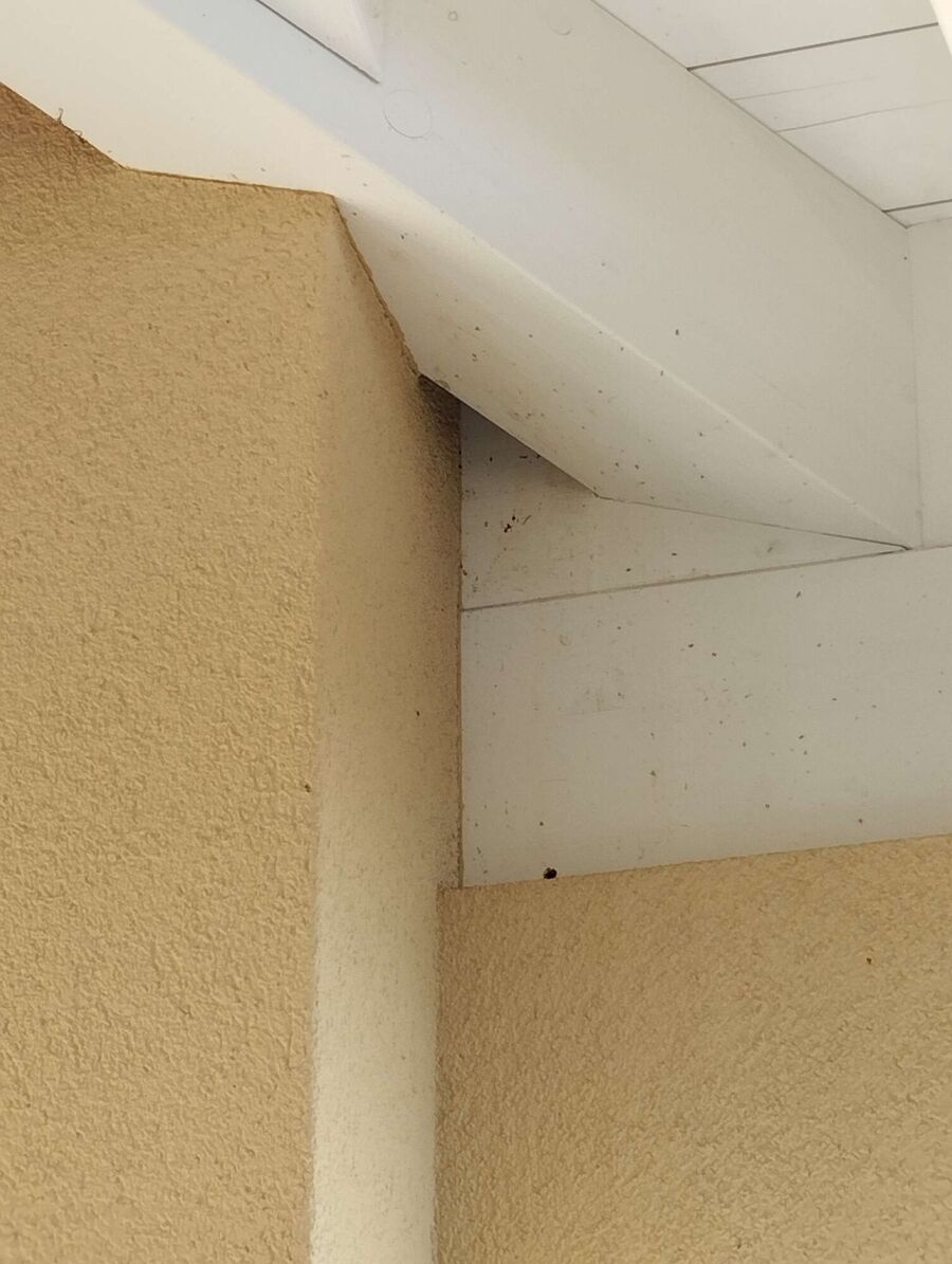 wespennest_entfernen