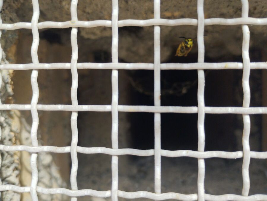 wespennest_entfernen