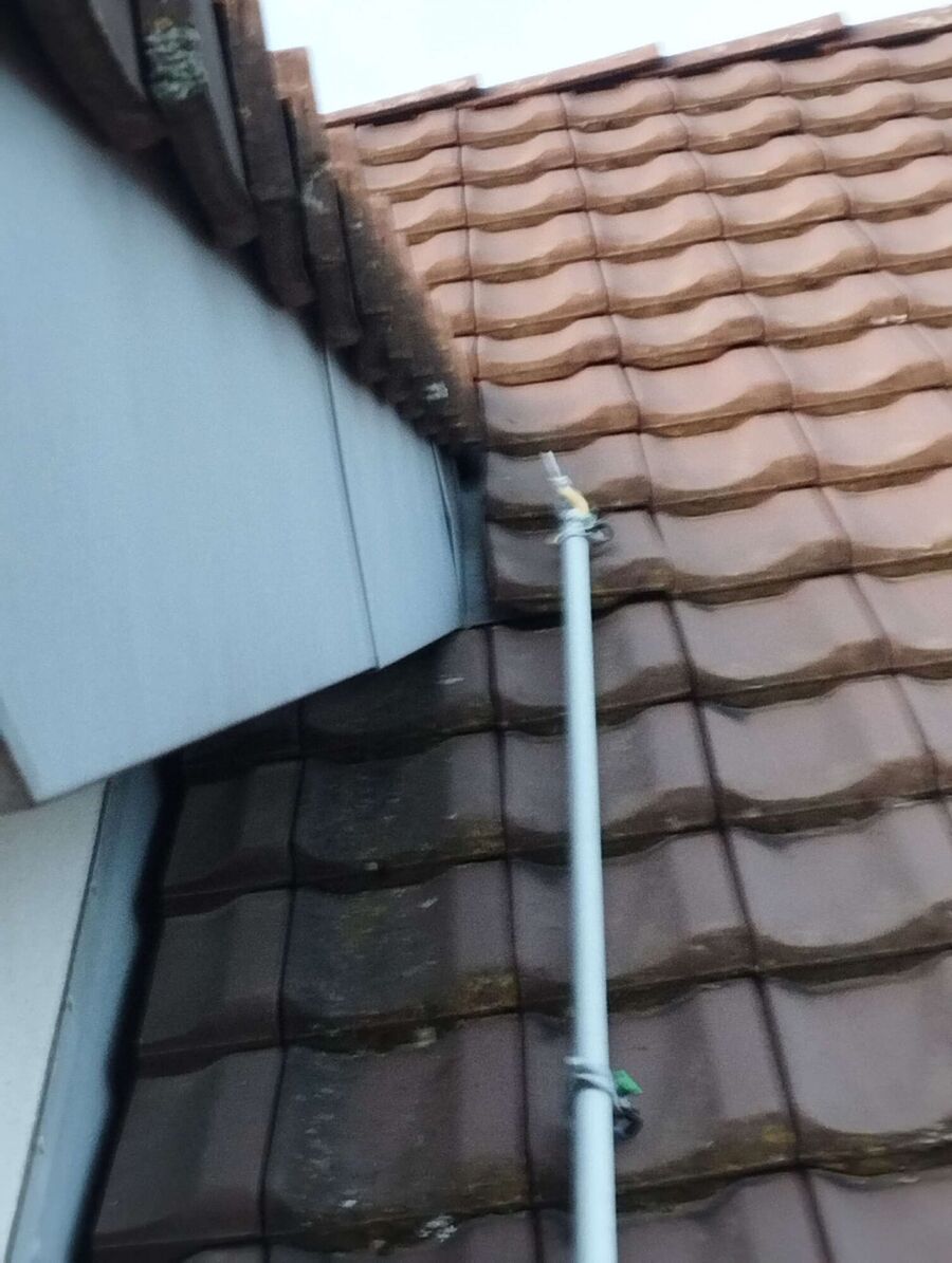 wespennest_entfernen