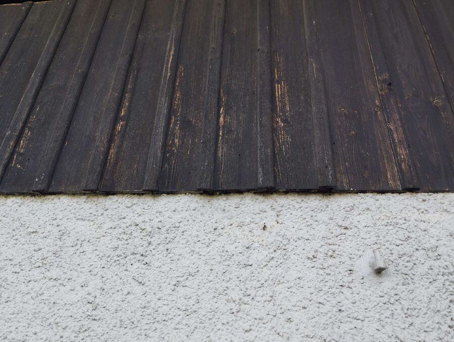 wespennest_entfernen