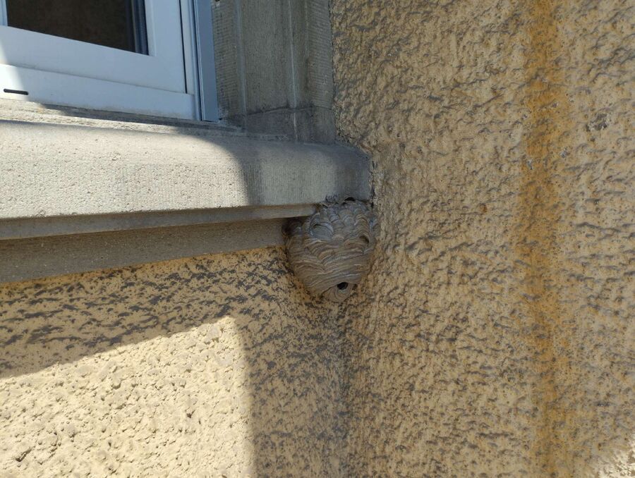 wespennest_entfernen