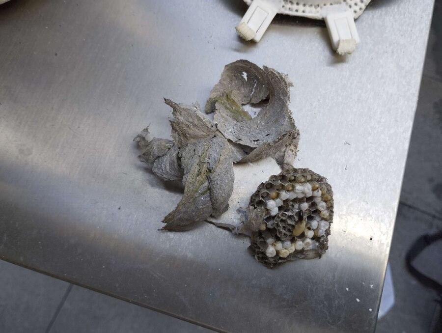 wespennest_entfernen