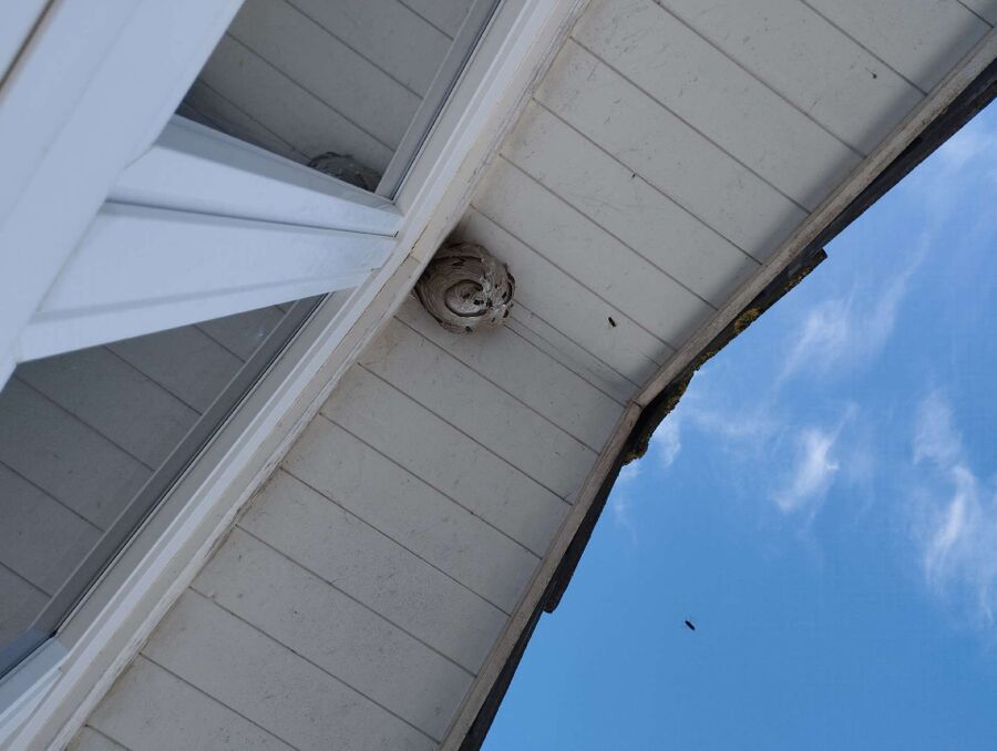 wespennest_entfernen