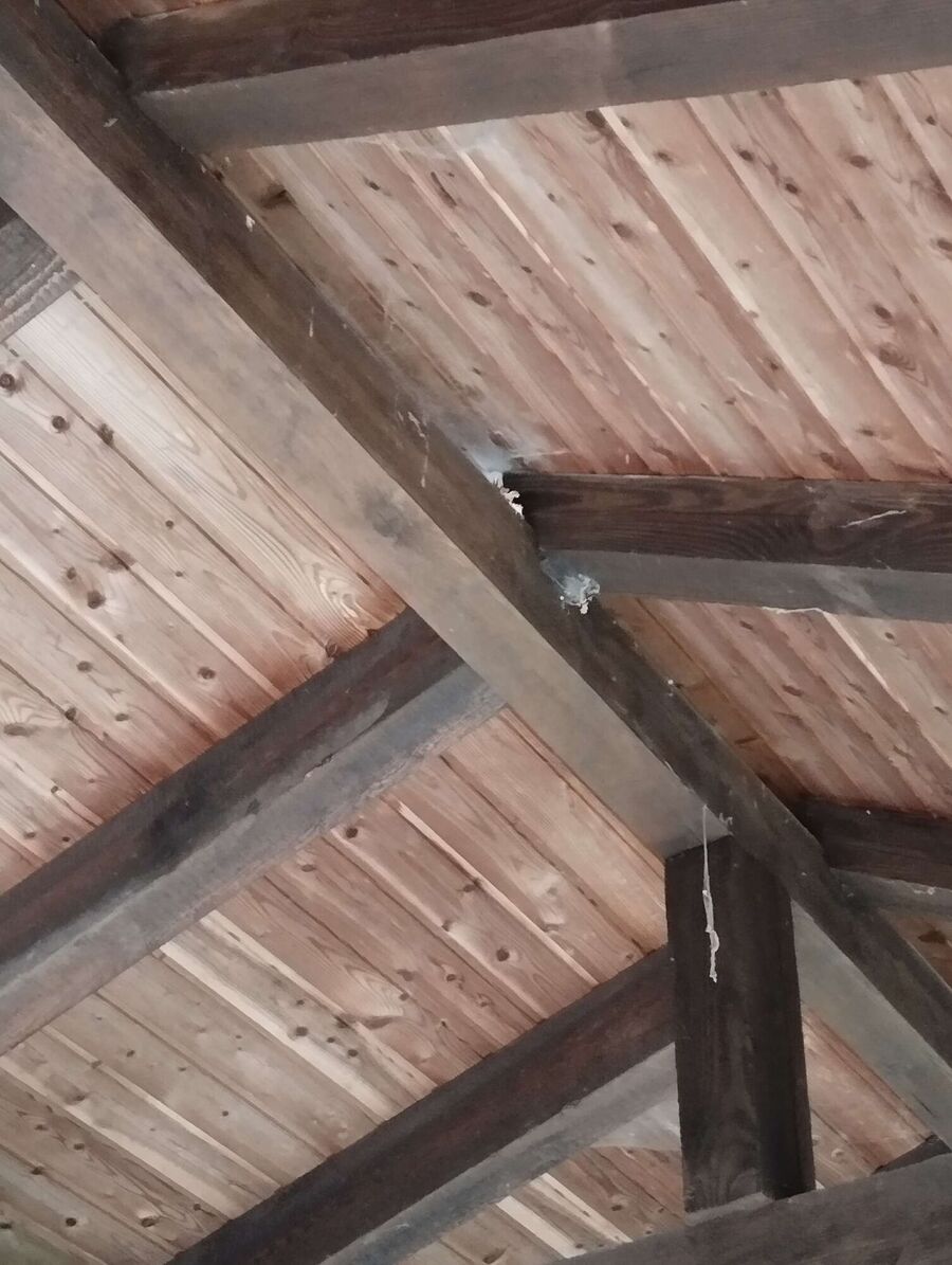 wespennest_entfernen