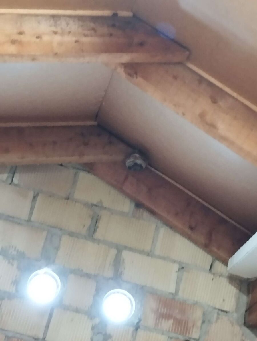 wespennest_entfernen