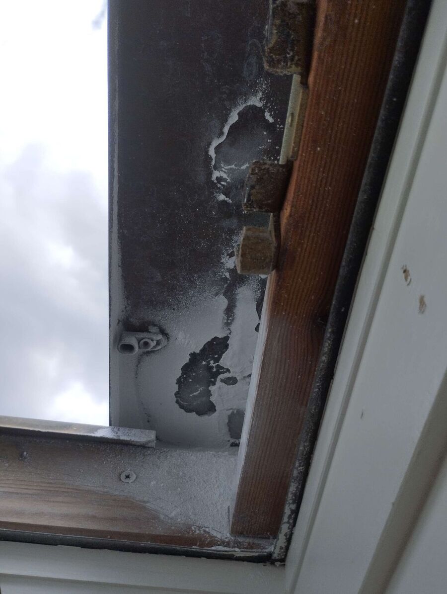 wespennest_entfernen