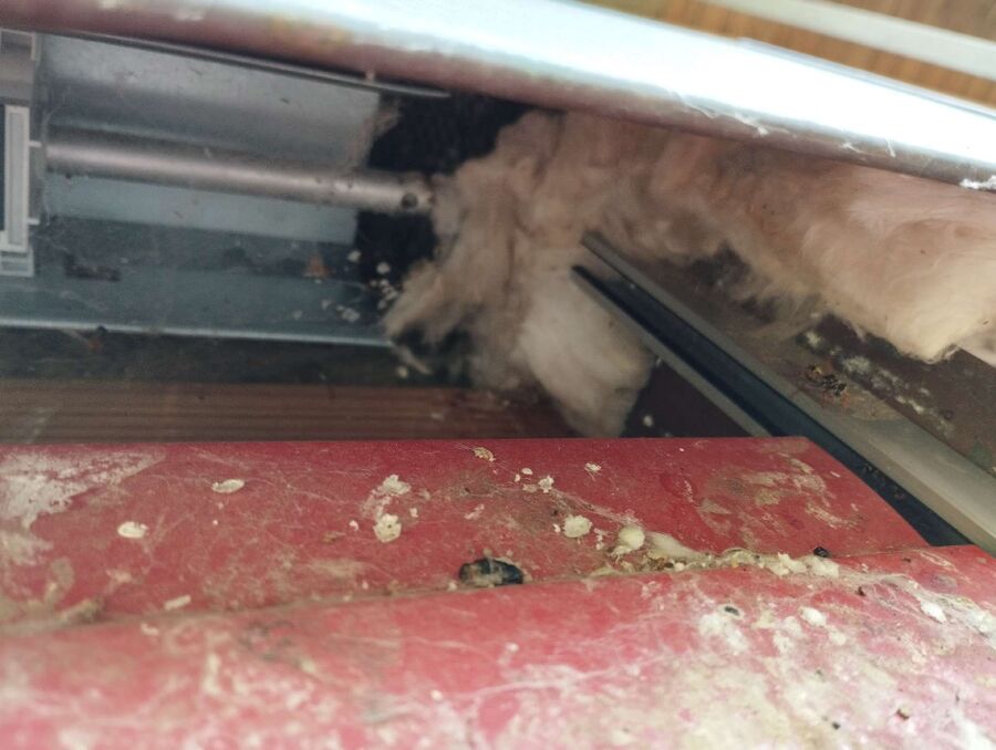 wespennest_entfernen