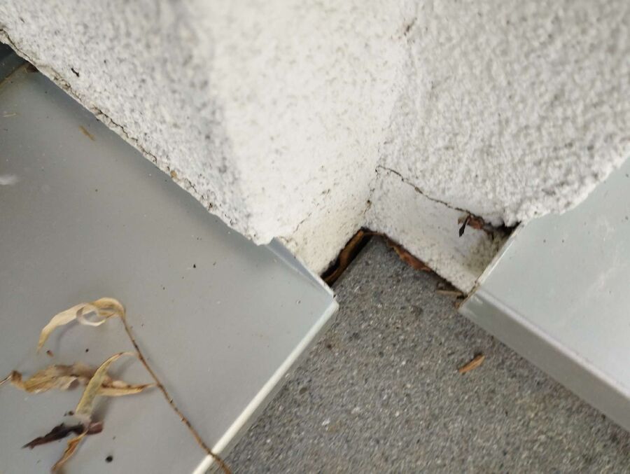 wespennest_entfernen