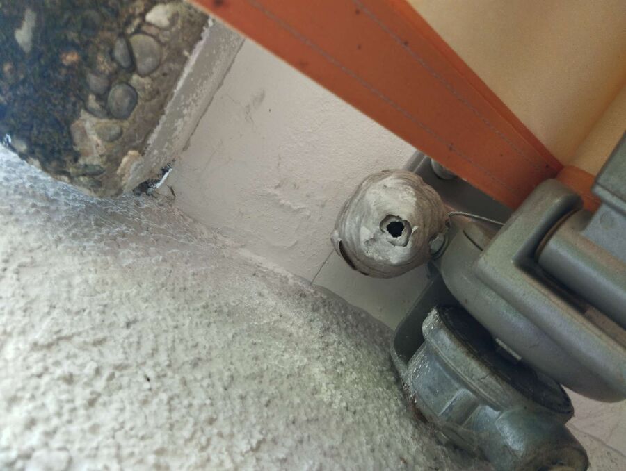 wespennest_entfernen