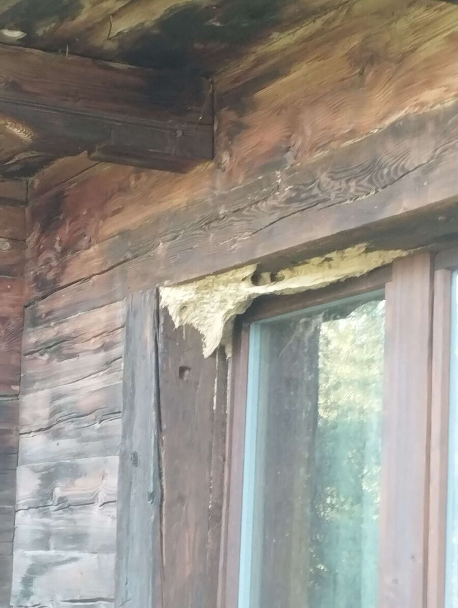 wespennest_entfernen