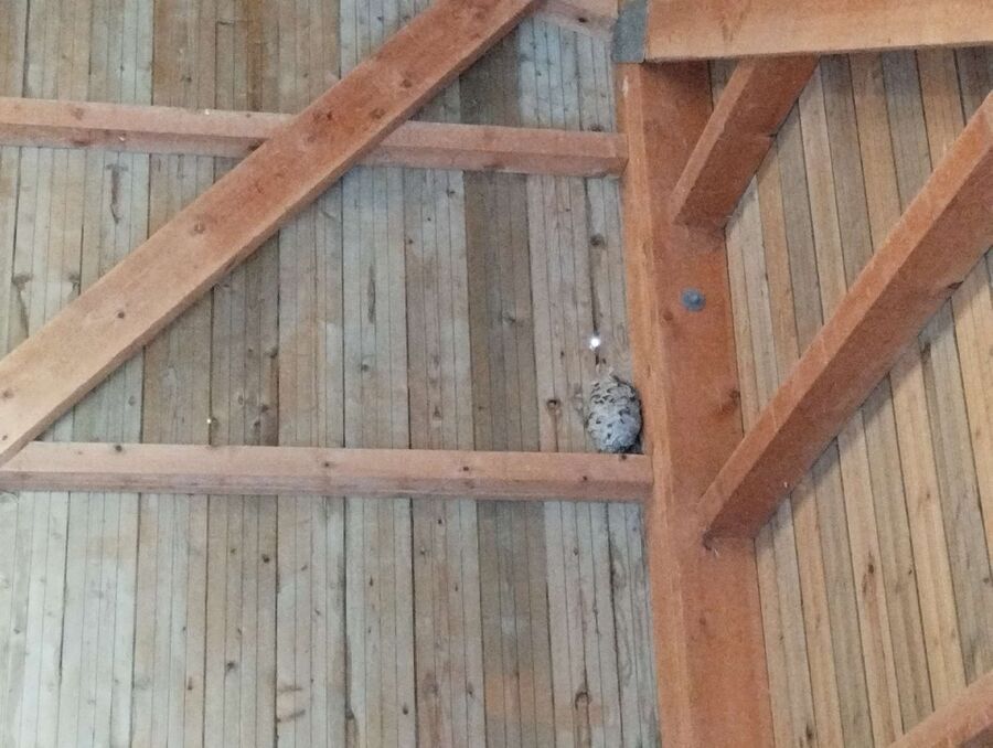 wespennest_entfernen