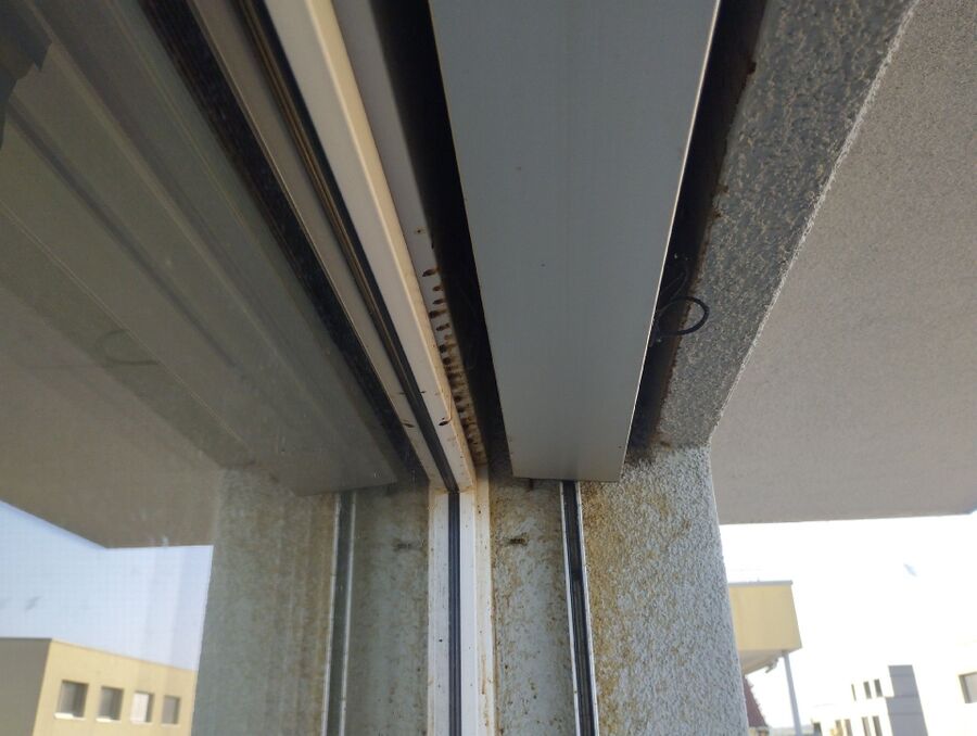 wespennest_entfernen