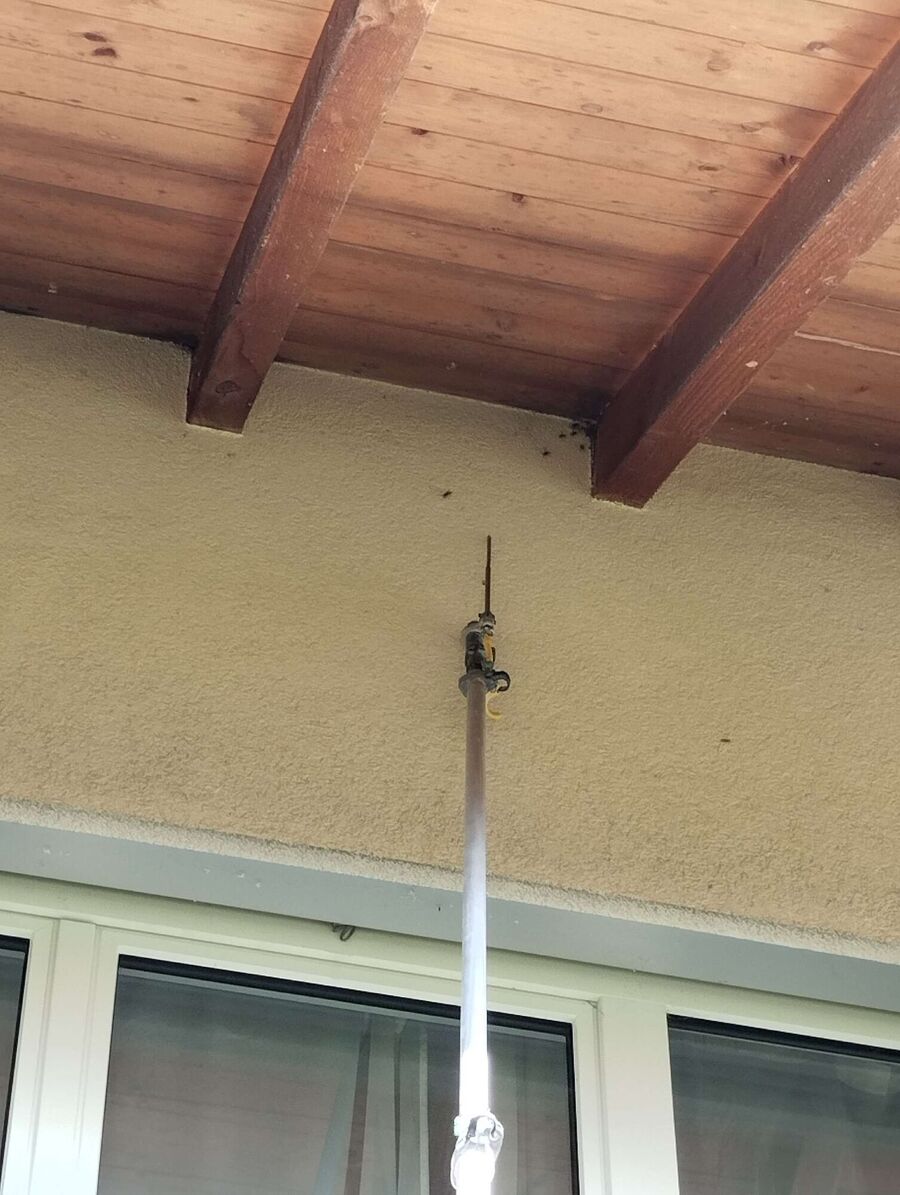 wespennest_entfernen