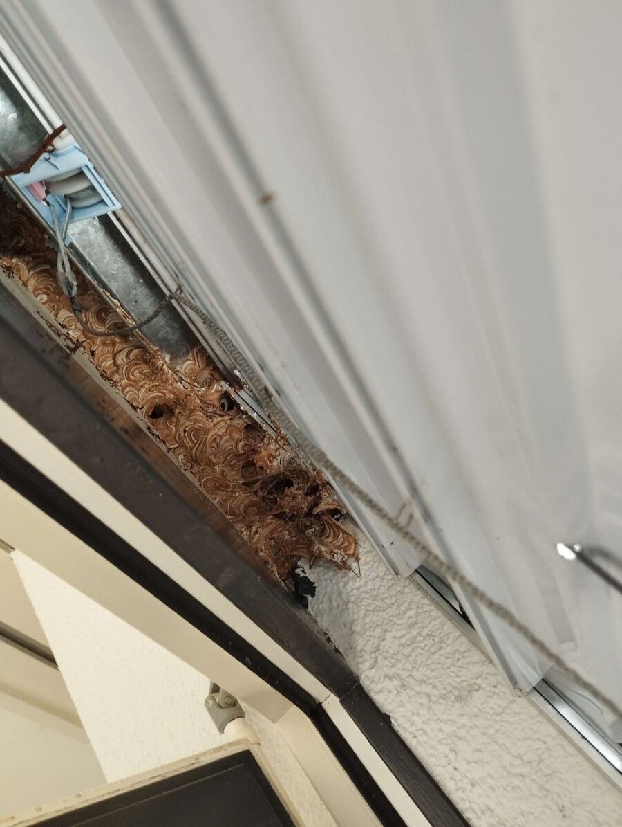 wespennest_entfernen