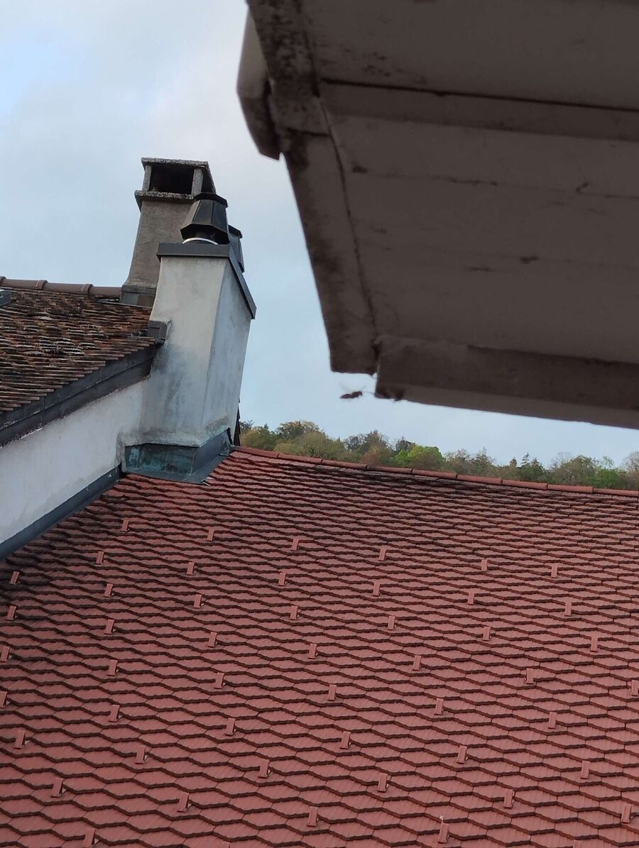 wespennest_entfernen