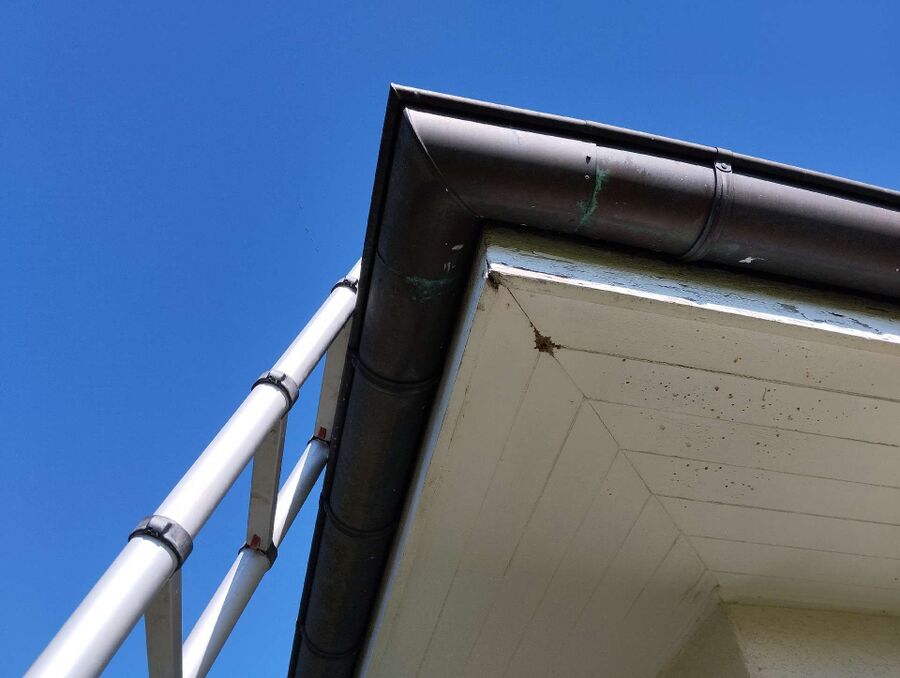 wespennest_entfernen