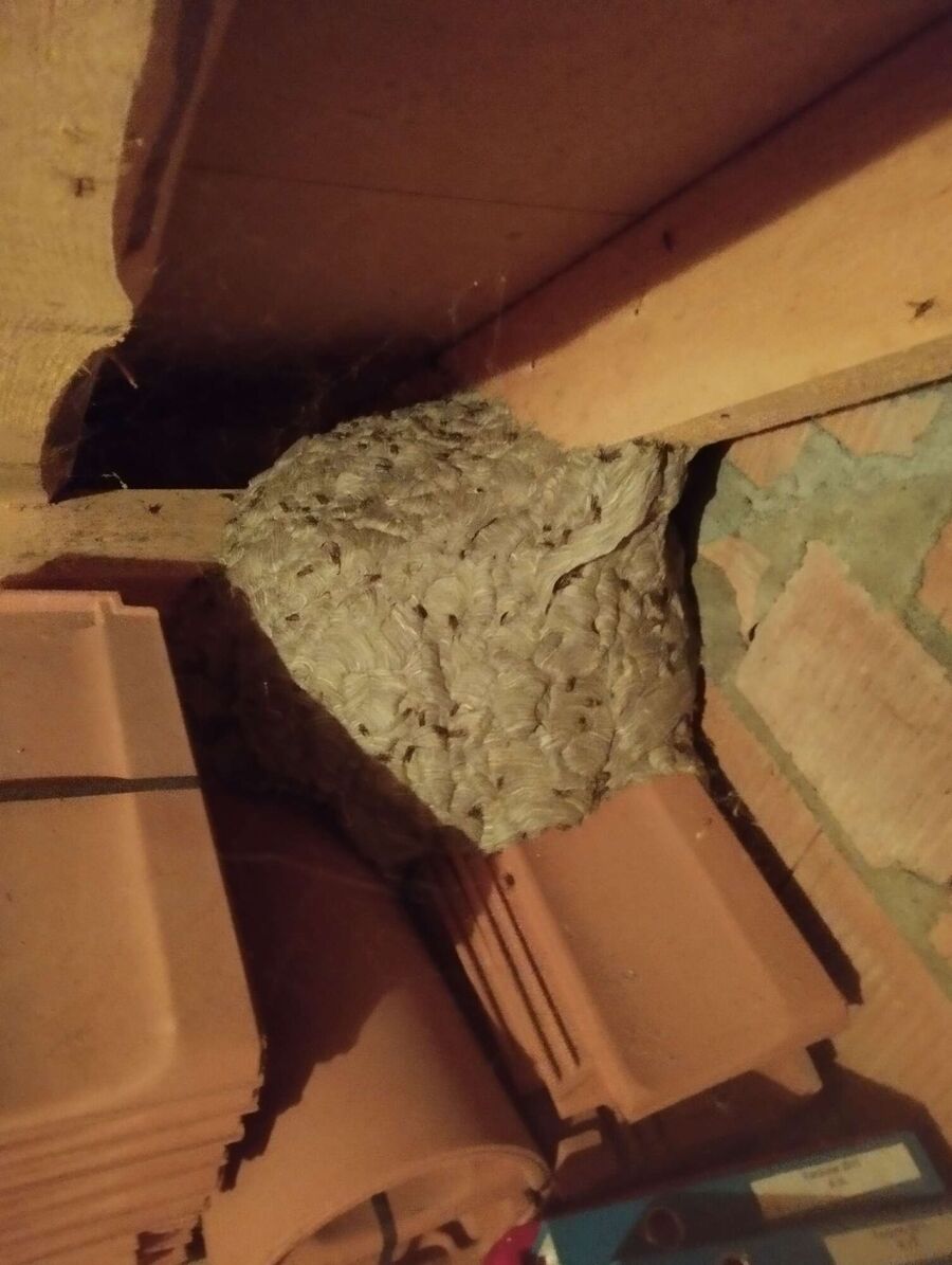 wespennest_entfernen