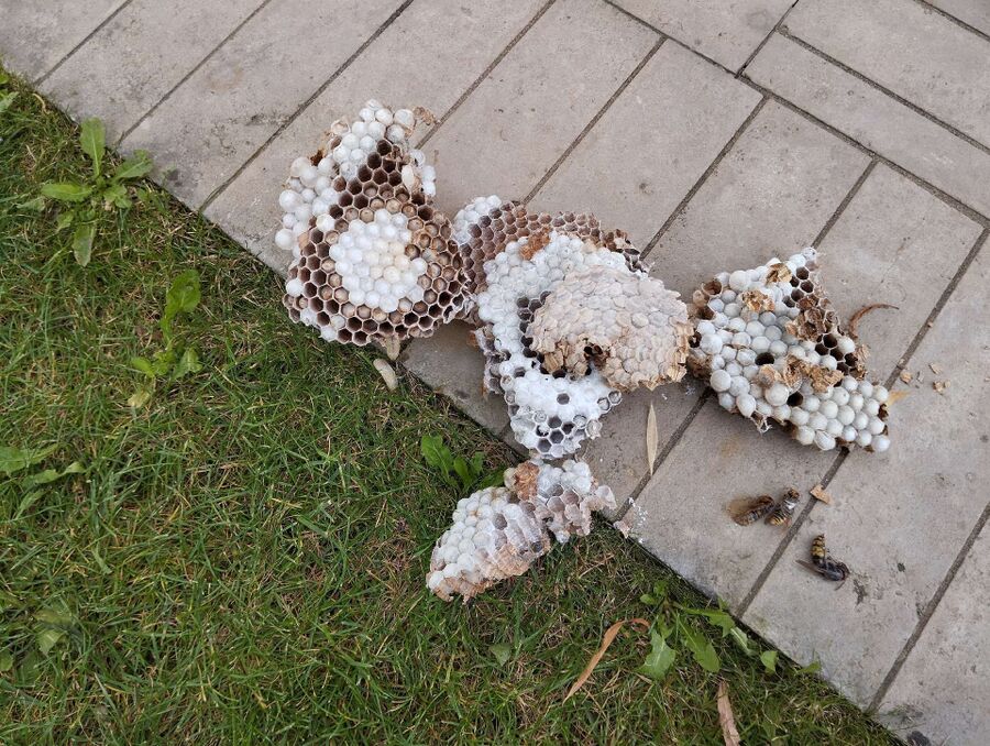 wespennest_entfernen