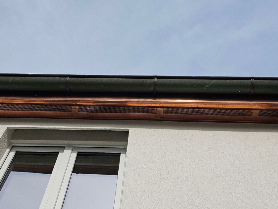 wespennest_entfernen