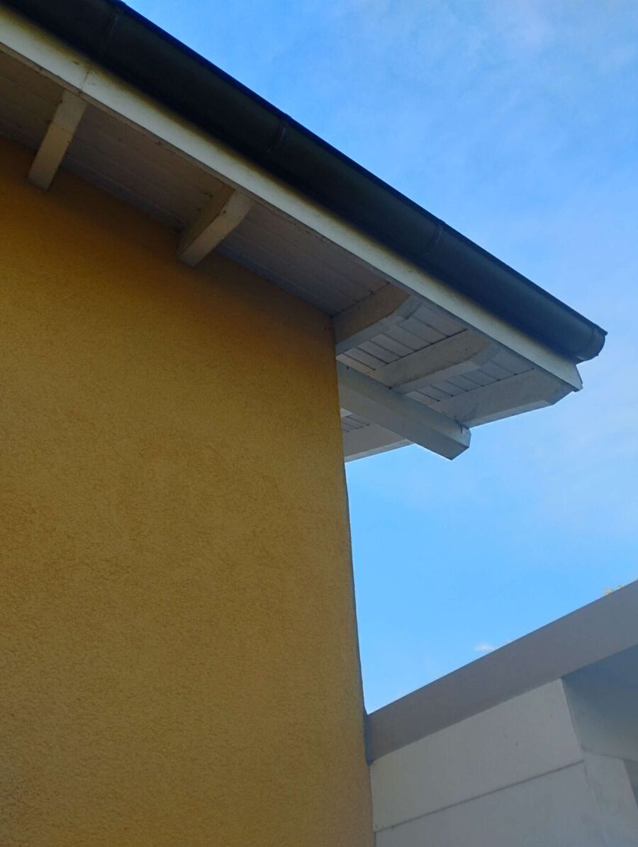 wespennest_entfernen