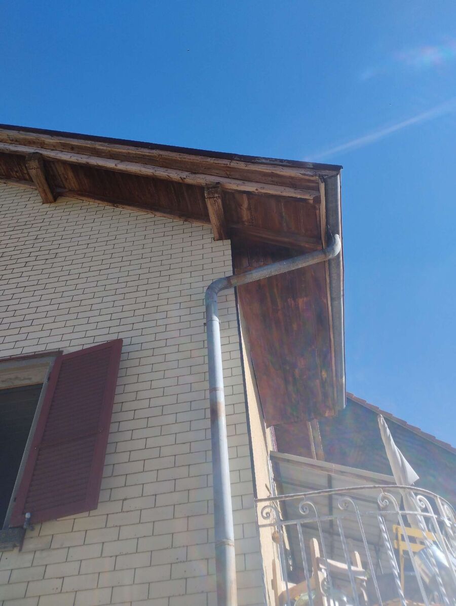 wespennest_entfernen