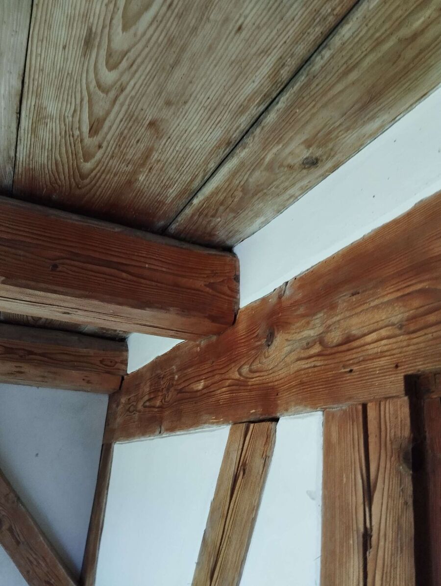 wespennest_entfernen