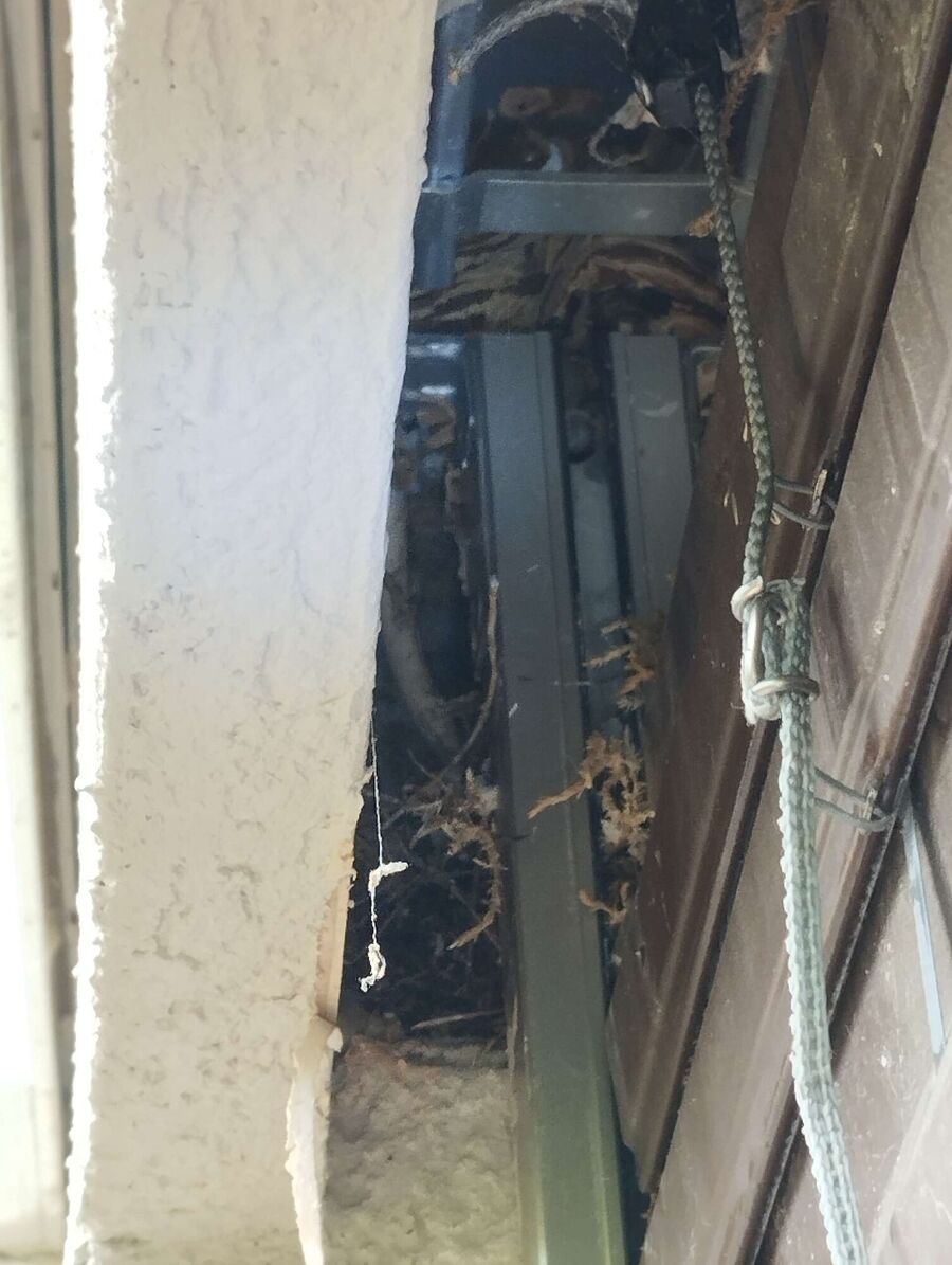 wespennest_entfernen