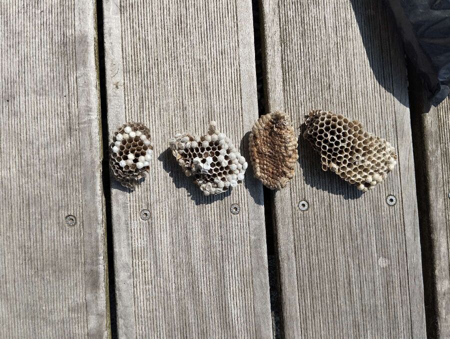 wespennest_entfernen