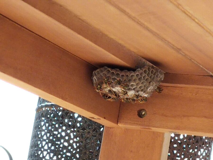 wespennest_entfernen