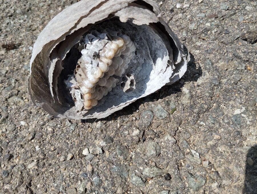 wespennest_entfernen