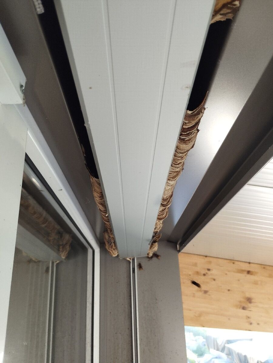 wespennest_entfernen