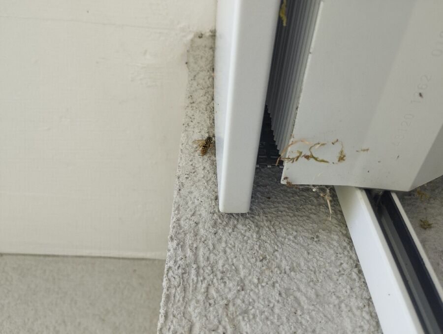 wespennest_entfernen