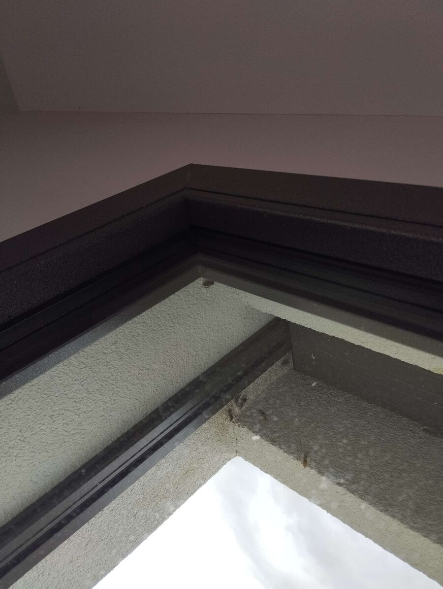 wespennest_entfernen