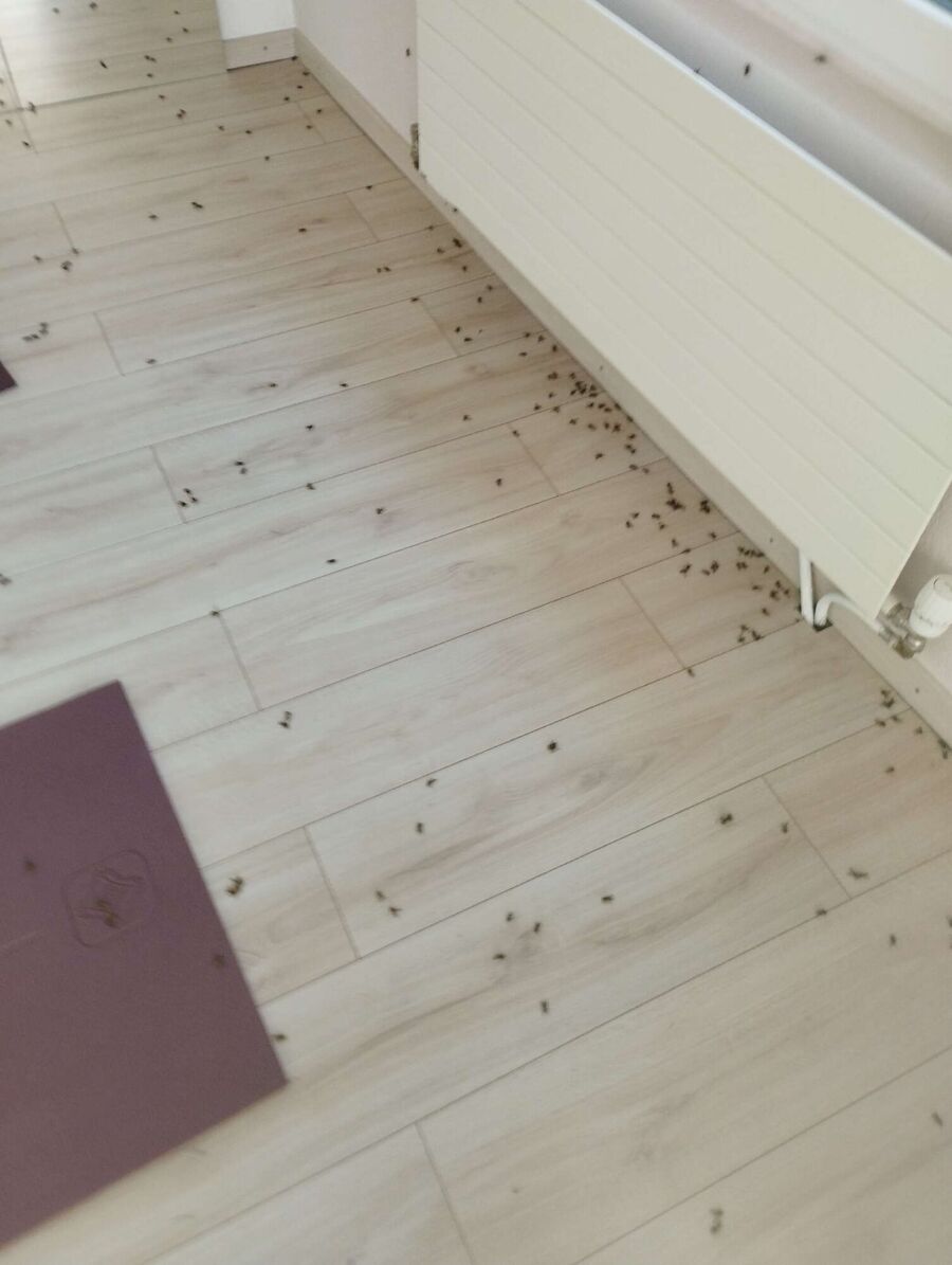 wespennest_entfernen