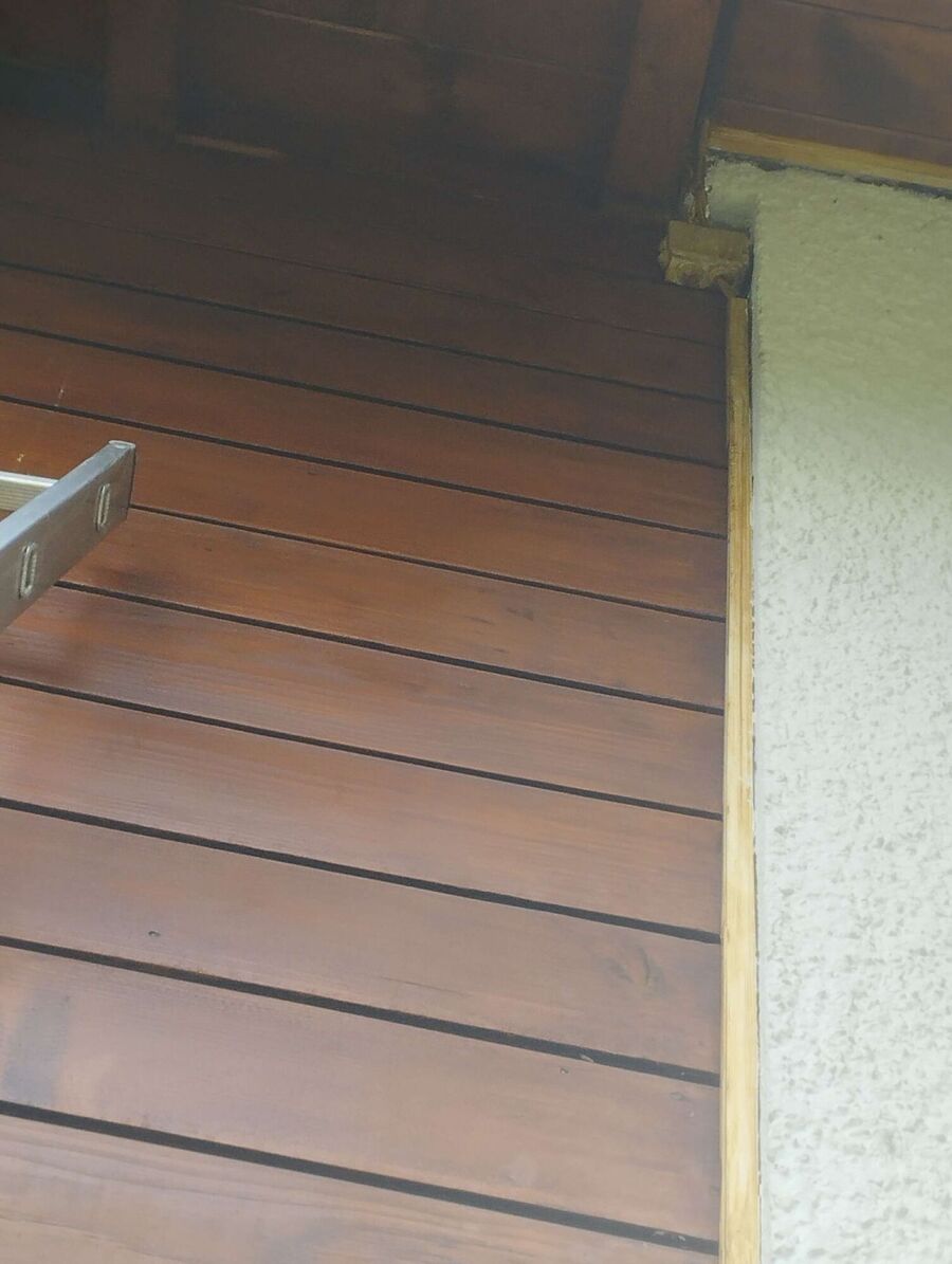 wespennest_entfernen