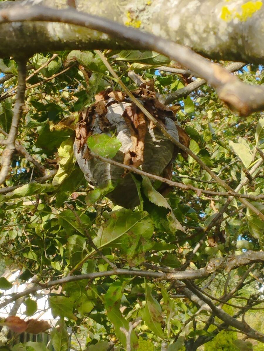 wespennest_entfernen