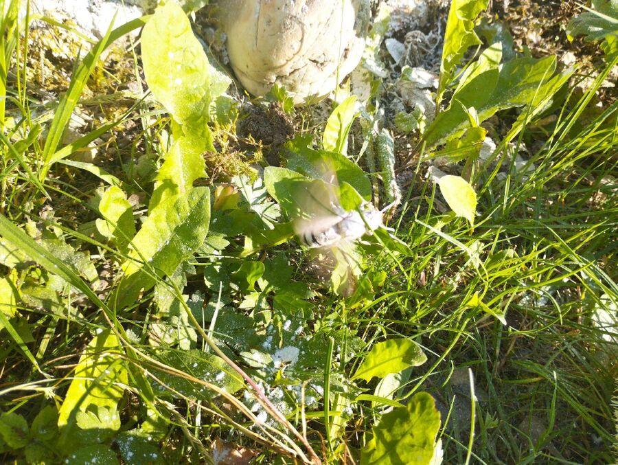 wespennest_entfernen