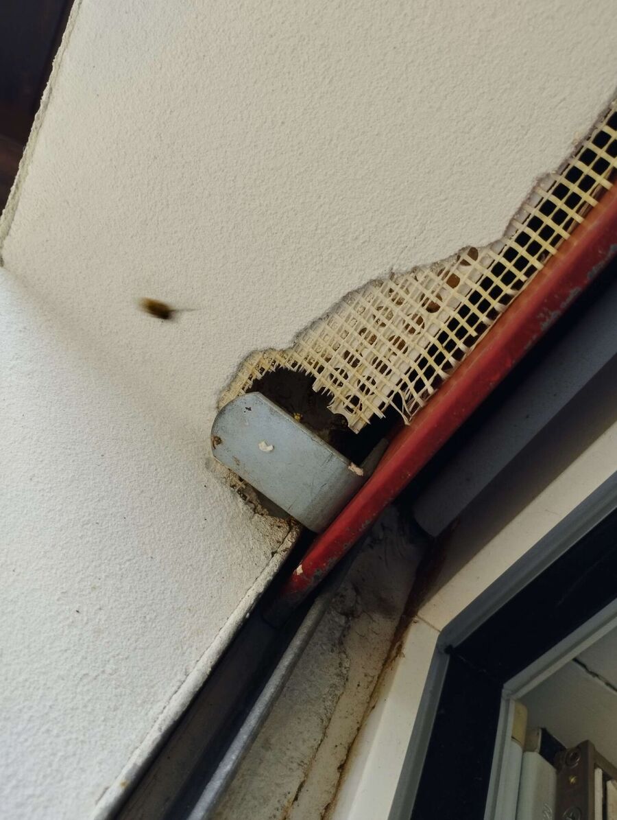 wespennest_entfernen