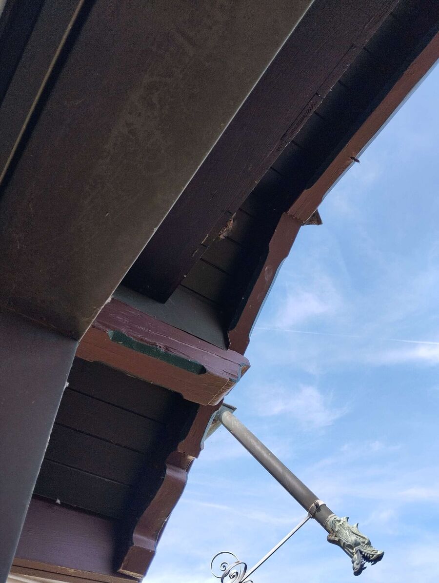 wespennest_entfernen