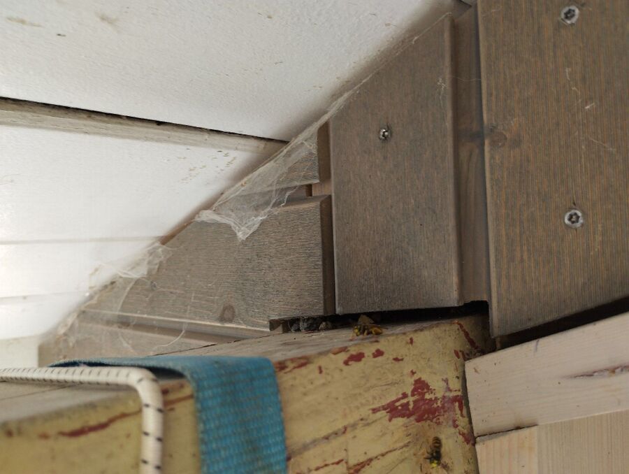 wespennest_entfernen