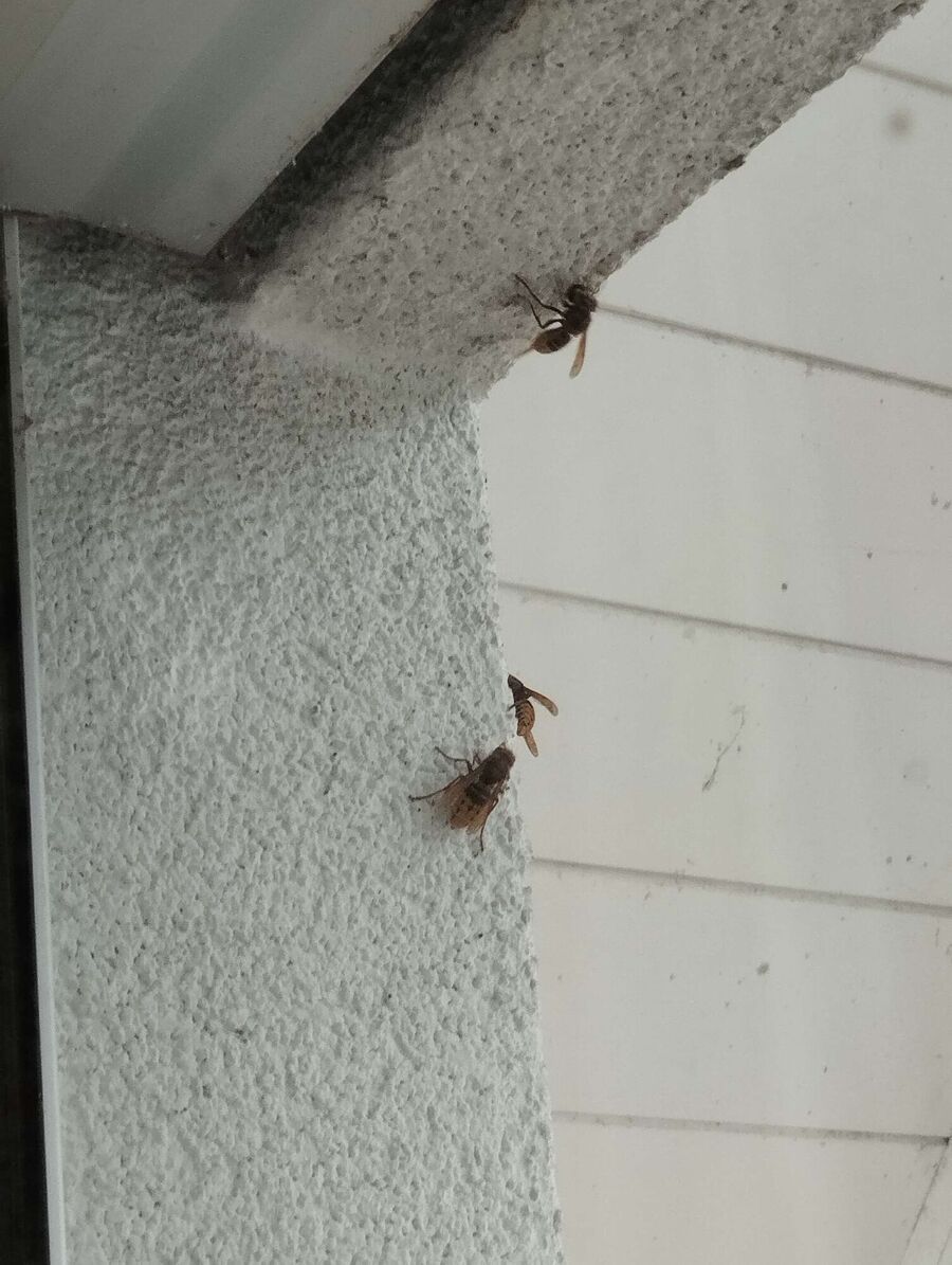 wespennest_entfernen