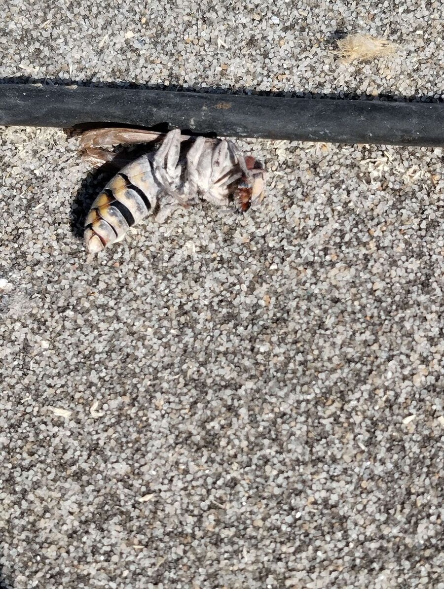 wespennest_entfernen